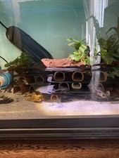 Zebra fish tank for sale  LONDON