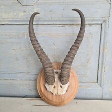A8878 altes springbock gebraucht kaufen  Markt Erlbach
