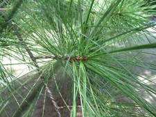 SEMENTES - Evergreens nativos para bonsai, sombra: pinus de pinheiro branco e abias de abeto bálsamo comprar usado  Enviando para Brazil