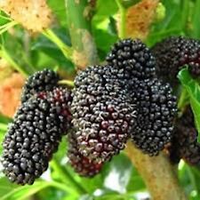 Mulberry tree dwarf for sale  Tazewell