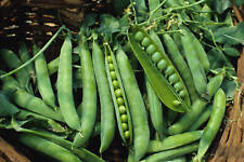 Green arrow garden for sale  Deltona