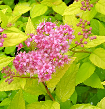Spiraea japonica gold for sale  WIGTON