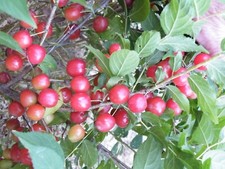 Nanking cheropugy bush for sale  Weyauwega