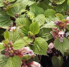Große waldnessel lamium gebraucht kaufen  Bad Zwischenahn