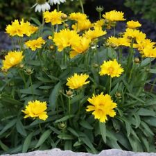 Coreopsis presto hardy for sale  MAIDSTONE