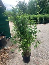 Fargesia black pearl for sale  EGHAM