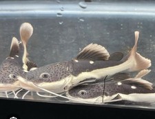 Red tail catfish for sale  Rosedale