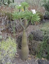 Pachypodium lamerei samen gebraucht kaufen  Berlin