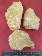 Ostrea crassissima huitre d'occasion  Régny