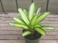 Neoregelia hop scotch for sale  Homestead