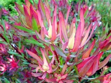 Leucadendron blush..protea rar for sale  UCKFIELD