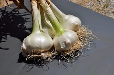 Semi aglione varietà usato  Cuneo