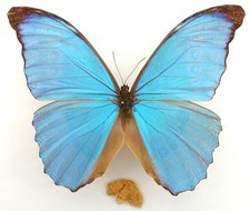 Morpho amathonte canarensis gebraucht kaufen  München