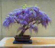 100 empress tree for sale  CAMBORNE