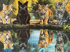 Cat tiger huadada for sale  CIRENCESTER