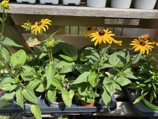 Sonnenhut gelb staude gebraucht kaufen  Saarwellingen