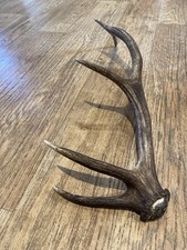 Large red deer for sale  BRIDGE OF ORCHY