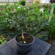 Gelsomino bianco super usato  Manduria