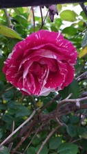 Graines rosier bicolore d'occasion  Neuilly-sur-Marne
