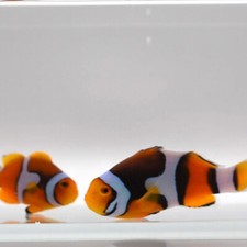 Onyx picasso half for sale  North Hills