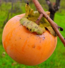 Diospyros kaki cachi usato  Napoli