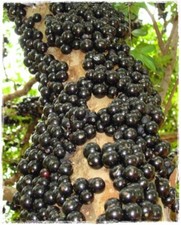 Pianta myrciaria cauliflora usato  Maddaloni