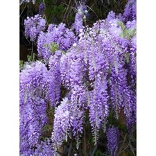 Wisteria rooted live for sale  Colmesneil