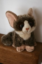 Ravensden bush baby for sale  BIGGLESWADE