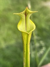 Small flava var for sale  Milaca