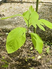 Bare root sassafras for sale  Leitchfield