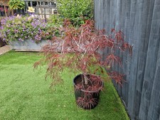 Acer tree large for sale  CWMBRAN