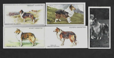 Lote de 5 cartões de cachorro vintage diferentes de tabaco/cigarro/chá COLLIE REVESTIDO ÁSPERO comprar usado  Enviando para Brazil