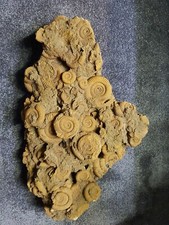 Ammoniten fossilien gebraucht kaufen  Berlin