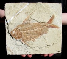 Exotic rare fossil for sale  Lancaster