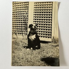 Vintage snapshot photograph for sale  Raleigh