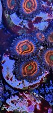 Gobstopper zoanthid zoa for sale  HOLMFIRTH