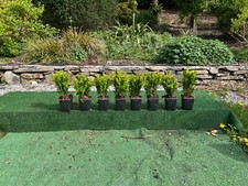 Box evergreen hedging for sale  MACCLESFIELD