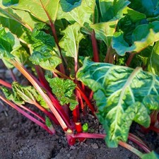 Rhubarb crowns holsteiner for sale  GLASGOW