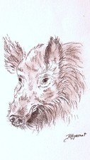 Boar animals nature d'occasion  Expédié en Belgium