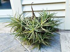 Tillandsia tenuifolia pianta usato  Pietrasanta