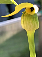 Arisaema flavum seeds for sale  Cortlandt Manor