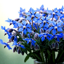 300 blue borage for sale  Greenville