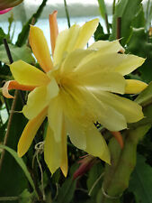 Epiphyllum blattkakteen hybrid gebraucht kaufen  Gerbstedt