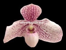 Paph. akala lelo for sale  Sugar Land
