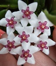 Heavenly hoya hoya gebraucht kaufen  Bad Bramstedt