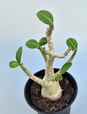 Schöne kleine adenium gebraucht kaufen  Obertshausen