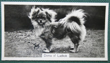 Tibetan spaniel show for sale  DERBY