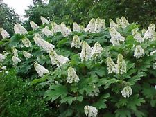 Snow queen oakleaf for sale  Pelzer