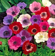 Poppy anemone caen for sale  PRESTON
