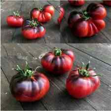 Pomodoro indaco blue usato  Trappeto